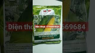 Giống ngô ngọt hai mũi tên đỏ Golden Cob là giống ngô ngọt trái to, năng suất cao, kháng bệnh tốt