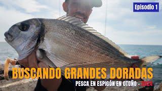 Buscando grandes doradas a surfcasting desde espigón - otoño 2024 - Episodio 1