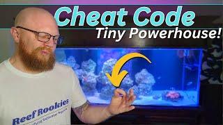 Adding COPEPODS to your Reef Tank is like having a cheat code!