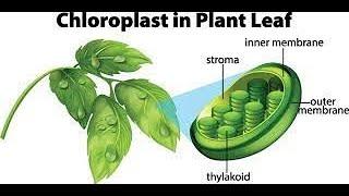 How photosynthesis in plants work# scientia-Techne Episteme