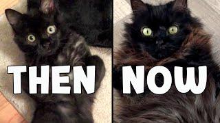 Then & Now: From 4-Month-Old Kitten to 14-Year-Old Cat