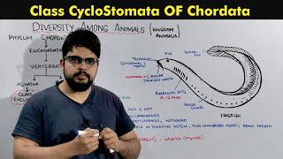 Phylum Chordata, Class Cyclostomata