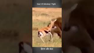 SHORTS !! Deer VS Monkey !! fight