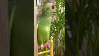 Mithu Baby #parrot #cute #shorts #shortvideo #cutebird #shortsfeed #talkingparrot #youtubeshorts