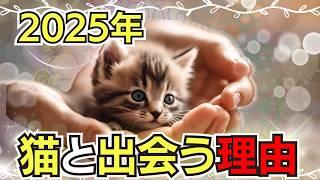 【2025年 スピリチュアル】 猫好きじゃなくても号泣。猫と出会う理由