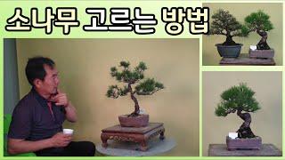 분재관리 218강 소나무를 보는 방법