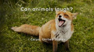 Can animals laugh?