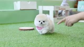 Beautiful Cream Pomeranian Teddy Bear  - dogcastle Teacup Puppies