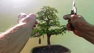 2 minute bonsai maples #22