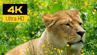 Ultimate wild animals collection in 4K Ultra HD (60 fps) Дикие животные в 4К