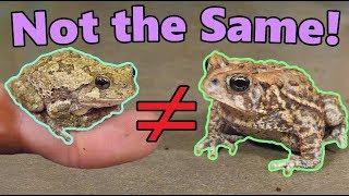 Frogs and Toads: What's the Difference?