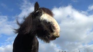 Irish Cobs (probably the best horses in the whole wide world ever!)