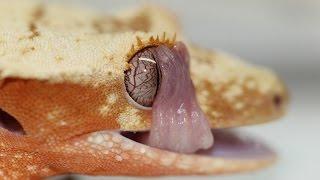 10 Things You Might Not Know About Crested Geckos