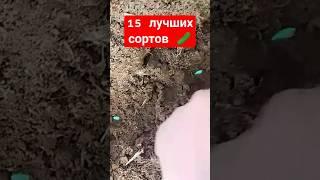 Посадка огурцов семенами в открытый грунт Как посеять огурцы Посев огурцов семенами в открытый грунт