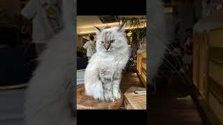 Ragdoll Catfe Kuala Lumpur Malaysia #cat #cafe #pets #anime #animals #cute #funny #catlover #kl