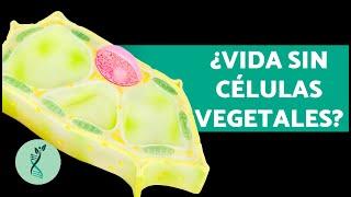 ¿Qué SON las CÉLULAS VEGETALES?  (Partes, Funciones y Características)