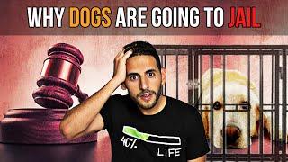 Why Dogs Are Going To Jail