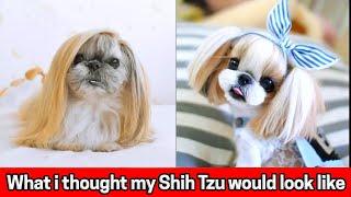 What i thought my Shih Tzu would look like