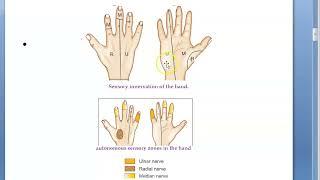 Orthopedics 084 radial nerve palsy wrist drop Holstein lewis Tetracycline saturday night Jones