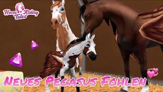 Mein zweites Pegasus Fohlen 🫶 hrt Zucht Horse riding tales￼ Zucht Update 