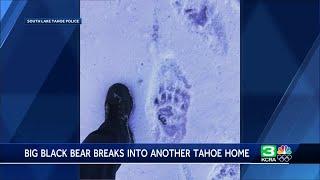 ‘Hank the Tank’: 500-pound black bear still at large after breaking into another home in Tahoe