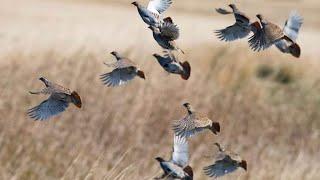 KEKLİK AVI DUBLE VURUŞ SHOTKAM ÇEKİMLERİ (D-12 KİNETİK) Partridge hunting, chasse à la perdrix