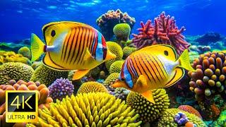 Calming Aquarium 4K (ULTRA HD)  Relaxing Nature, The Most Beautiful Reef Tanks #1