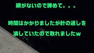 アジ釣って食ってみる。（捌き練習）