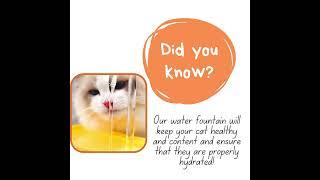 Many Cats Suffer From Poor Hydration | Don't Let That Happen ! #shorts