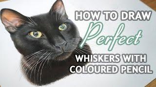 How To Draw Perfect Whiskers With Coloured Pencil