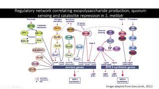 Microbial Genetics and Physiology - Exopolysaccharides in Sinorhizobium meliloti