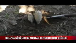 BOLU’DA DA GÖRÜLEN BU MANTAR ALTINDAN DAHA DEĞERLİ  (16.10.2016-BOLU)