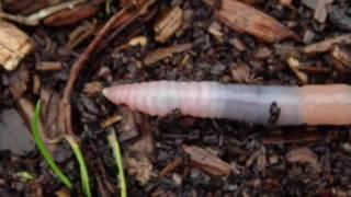 Earthworm locomotion