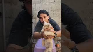 قطة صغيره كفيفة وانقذها مع فضل نبهان