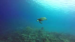 Turtle in Grand Turk