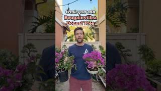 Make your own bougainvillea bonsai #bonsai #bonsaitree #bonsaigarden #howtobonsai #gardening #garden