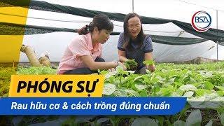 Rau hữu cơ & cách trồng đúng chuẩn l Khám phá sản phẩm Việt