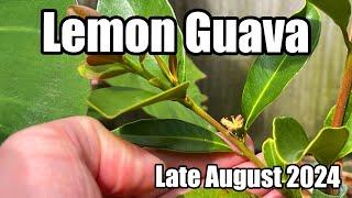 Lemon Guava Update (Psidium cattleianum var. littorale) - More Flowers Developing - Late August 2024