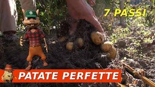 sowing potatoes