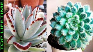 11 Suculentas Con Pelos Muy Suaves Que Nadie Tiene en el Jardín