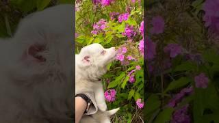 Why smell the flowers when you can bite them #puppy #flowers #nature #summer #waltz #margot