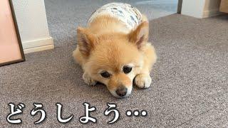 消えてしまった愛犬との「大切な思い出」を復旧したい…