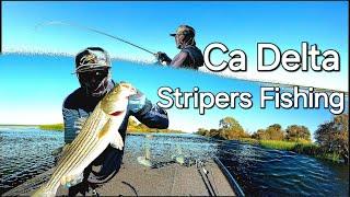 Ca Delta Fall Season Stripers Fishing