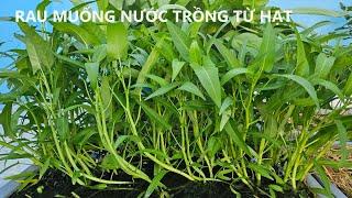 Rau muống nước trồng từ hạt | Cách xử lý đất ngập nước | Thanh Moc Garden