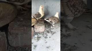 Beautiful Santinate Babies pair ️ || #birdslover #birdspecies #love #cute #pigeon ️️️