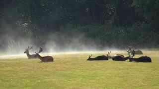 Steamy Stag Party