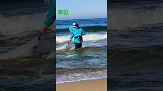 투망#Shorts#최고 #바다 #동해바다#달인 #바다투망 #멋진인생 #강원도
