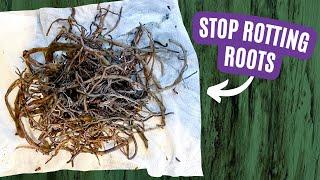 The Ultimate Guide to Conquering Root Rot