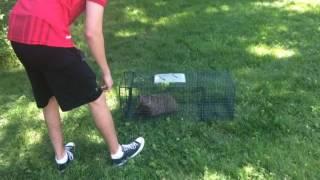 Releasing a groundhog