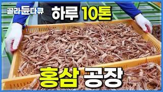 입 떡 벌어지는 어마어마한 물량! '하루 10톤' 귀한 인삼으로 한국 대표 건강식품 홍삼 만드는 공장｜극한직업｜#골라듄다큐